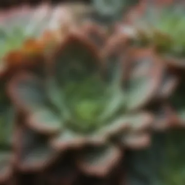 Close-up of succulent leaves showcasing moisture retention