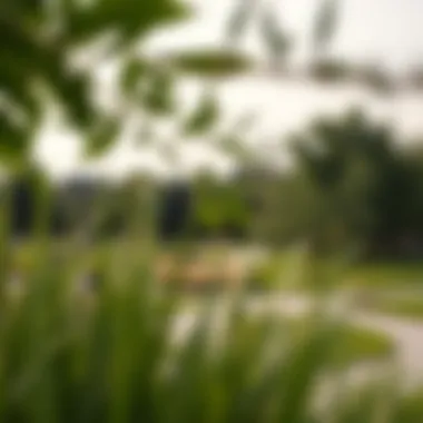 Green Spaces in Denver's Neighborhoods Expansive park landscape in a Denver neighborhood