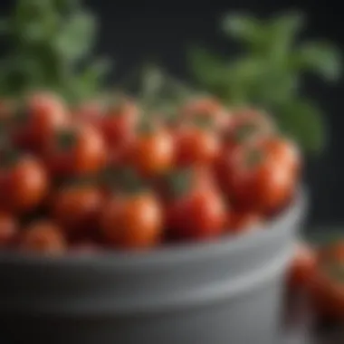 A close-up of ripe cherry tomatoes growing in a container.