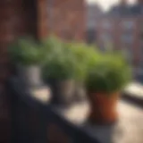 A selection of vibrant herbs planted in pots on a balcony.