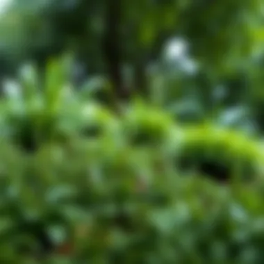 Lush green surroundings of Gabriel Park, emphasizing the connection to nature