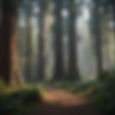 Majestic Redwoods of North Park A breathtaking view of towering redwoods in North Park, showcasing their grandeur and majesty.