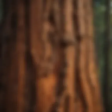 Close-up of the intricate bark texture of a redwood tree, highlighting its unique characteristics.