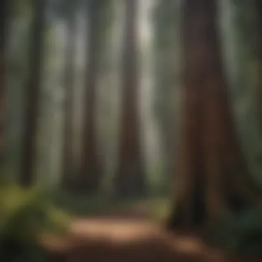 Cultural Narratives of the Redwoods An artistic representation of cultural narratives tied to redwoods, showcasing their significance in local history.