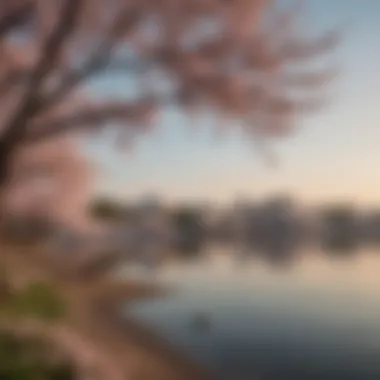 A serene view of the Tidal Basin, showcasing cherry blossoms in full bloom during spring.