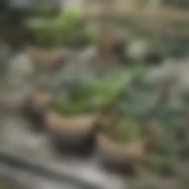 Compact Urban Vegetable Garden Various vegetables arranged in a compact urban garden