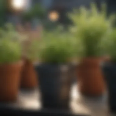 Thriving Herbs in Container Gardening Close-up of healthy herbs thriving in pots
