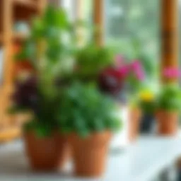 A vibrant assortment of indoor herbs thriving in elegant pots