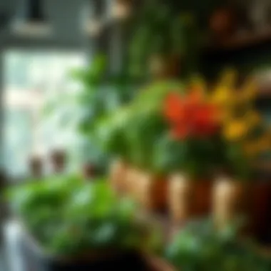 Herbs Enhancing Home Aesthetics A beautifully arranged indoor herb garden enhancing home aesthetics