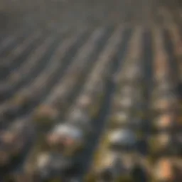 Aerial view of Los Angeles neighborhoods showing rental hotspots