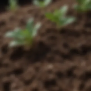 Nutrient-Rich Soil Essentials Close-up of rich soil in a container, highlighting essential soil components for plant growth.