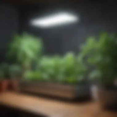 Innovative Lighting for Indoor Vegetable Growth Smart lighting setup for indoor vegetable growth