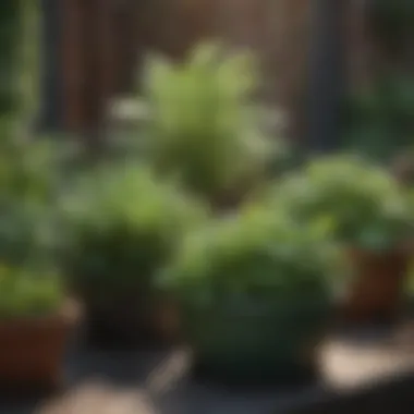 Lush container garden filled with greens and herbs